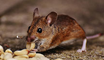 24 Hour & Emergency Exterminators in Laughlin, NV